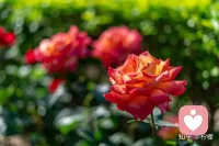 生命，是一树花开，或安静或热烈，或寂寞或璀璨。配图