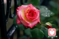 生命，是一树花开，或安静或热烈，或寂寞或璀璨。配图