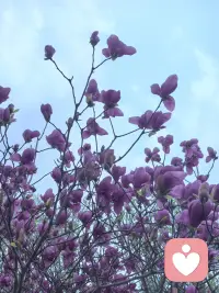 春暖花开，景美人醉配图