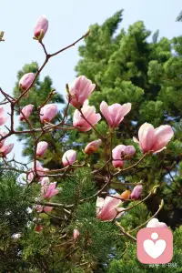 春暖花开，景美人醉配图