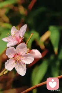 春暖花开，景美人醉配图