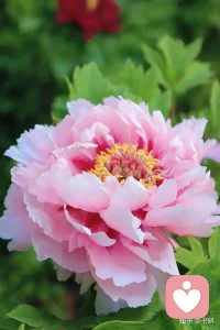 哪有什么天生的幸运，不过是努力藏在了背后；哪有什么突然的逆袭，都是默默的蓄势待发。你的付出，时光都会记得。
别急，别慌，该来的都会来，该到的都会到。山高水长，一切都有最好的安排，慢慢来，反而会更快。配图