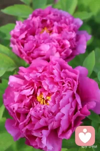 哪有什么天生的幸运，不过是努力藏在了背后；哪有什么突然的逆袭，都是默默的蓄势待发。你的付出，时光都会记得。
别急，别慌，该来的都会来，该到的都会到。山高水长，一切都有最好的安排，慢慢来，反而会更快。配图