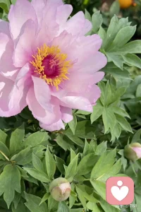 哪有什么天生的幸运，不过是努力藏在了背后；哪有什么突然的逆袭，都是默默的蓄势待发。你的付出，时光都会记得。
别急，别慌，该来的都会来，该到的都会到。山高水长，一切都有最好的安排，慢慢来，反而会更快。配图