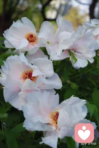 哪有什么天生的幸运，不过是努力藏在了背后；哪有什么突然的逆袭，都是默默的蓄势待发。你的付出，时光都会记得。
别急，别慌，该来的都会来，该到的都会到。山高水长，一切都有最好的安排，慢慢来，反而会更快。配图