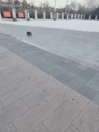早上好，快乐的小卦师上线了配图