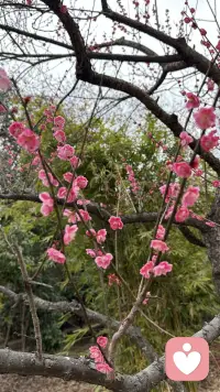 今日疗愈：
与自己温柔相处。
不批判，不焦虑，不慌张。
心安静了，世界就温柔了。配图