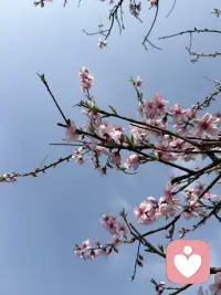 疗愈第三日

愿你在平凡的日子里，
也能被温柔以待，被偏爱守护。
不慌不忙，安静生长，
眼里有光，心中有爱，
每一天都活得自在又从容。