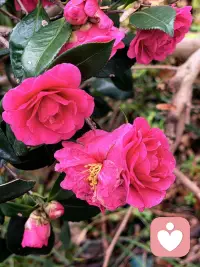 疗愈第六日

慢慢懂得，
真正的成熟，
不是没有情绪，
而是学会安放情绪。

不生气，不抱怨，不解释，
安静沉淀，温柔前行。

心若不动，风又奈何，
你若不伤，岁月无恙。

做一个温柔又有力量的人，
安静、自愈、从容、坦荡。