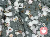 周日的午后，阳光刚好，风也温柔，允许自己放慢脚步，和疲惫好好和解。