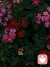 内心空灵的人适合做疗愈，就是看起来清冷疏离型
这种人会像海绵一样自然吸收別人的负能量，且不会把自己的情绪、想法传给别人
生活中就是能够淨化身边的人，而且自己能保持情绪稳定平和