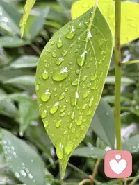 绿叶上的雨滴治愈了我一天的疲惫。。。

🍃林深，雨停，万籁皆静。
一滴露，接住整座山的绿。
风过叶，不说话。
把喧嚣，留在林外。
🍃
我在雨后的林子里站了半小时，没刷手机，没赶行程，只盯着叶尖的水珠慢慢滚落。原来不用急着奔赴目的地的时候，连风都在轻轻拍你的后背，把所有拧成结的情绪，一点点揉开。