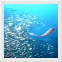 【心理學小知識】?鰷魚效應?

德國動物學家發現，鰷魚群中首領若失智，
其他成員仍會無腦追隨，哪怕墜入險境。

這映射到人類社會——群體中若缺乏獨立思考，
易被錯誤領導或盲目潮流裹挾，做出非理性決策。

真正的智慧，在于保持清醒頭腦，
不盲從、不跟風，
學會在信息洪流中辨方向、守本心。
下次面臨選擇時，
先問問自己：這是內心所向，還是隨波逐流？配圖