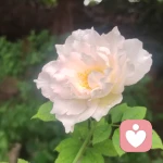 傾聽者的頭像