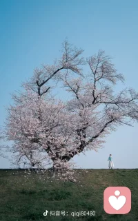 相逢已是上上签，何须相思煮余年。即便此生不复见，相伴一程已心安。花开花落终有时，缘聚缘散各安然。