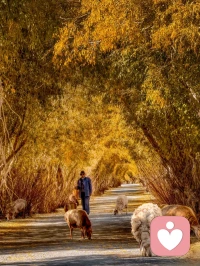 心若不動，風又奈何，你若不傷，歲月無恙。配圖