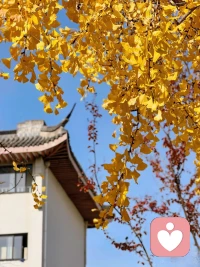 心里的乱麻不用急着理清，一步一步来就好，我会陪着你，找到属于你的清晰方向。配图