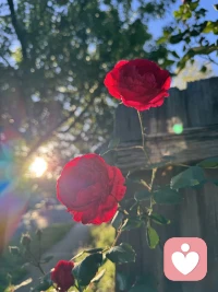 每一枝花有自己的姿态，每一种情绪也有自己的意义，接纳它，就是治愈的开始。配图