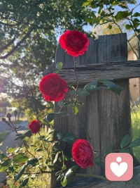 敏感不是缺点，柔软也不是脆弱，你的细腻让你更懂自己，也值得被世界温柔以待。配图