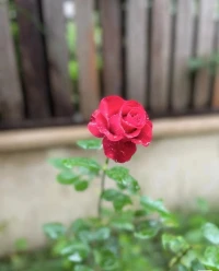 早安
把彎路走直是聰明，因為找到了捷徑。
把直路走彎是豁達，因為可多看幾道風景！配圖