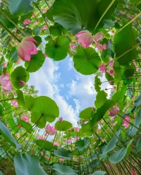 早安
內心豐富的人既不害怕獨處，
也不害怕人群，因為他們可以在獨處時心中綻開大千世界，也可以在人群中保持一份恬淡清寂。配圖