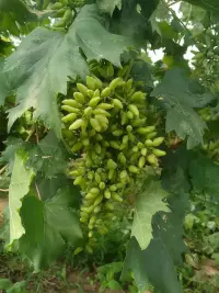 早安
善待他人，可以讓人生走得更遠；
善待自己，可以讓生命更滋潤。配圖
