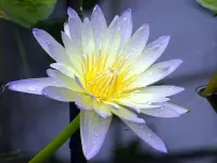 早安
心中有愿力，生命才有動力，
人生有目標，一切才有意義！配圖