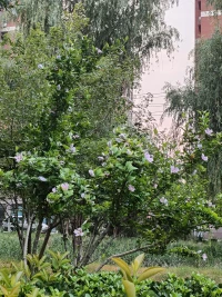 早安
選一種姿態(tài)，讓自己活得無可替代，沒有所謂的運(yùn)氣，只有絕對(duì)的努力！你不一定逆風(fēng)翻盤，但請(qǐng)一定向陽而生，不用誰施舍陽光，我們自己就是太陽配圖