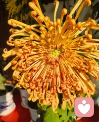 活在当下，每一刻，都是神圣时刻；
活在爱里，每个地方，都是风水宝地。
这就是净心把我们带到的状态。配图