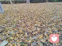 [玫瑰]大片大片的落叶归根，预示着“秋天”就要落幕了……
     当你看到成片成片落叶的时候，你是不是有一种想踩在上面慢慢走的心动，反正我有，我很喜欢在层层叠叠的落叶上慢慢的走，慢慢的走……，每当脚踩下去的瞬间，干枯的叶片会发出“沙沙沙”的轻响，像落叶在低声呢喃，细碎又治愈；鞋底能触到叶片堆叠的蓬松感，软乎乎的，温柔又安心，好像回到孩童般纯粹的小欢喜里，简单而美好[玫瑰]……配图