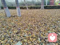 [玫瑰]大片大片的落叶归根，预示着“秋天”就要落幕了……
     当你看到成片成片落叶的时候，你是不是有一种想踩在上面慢慢走的心动，反正我有，我很喜欢在层层叠叠的落叶上慢慢的走，慢慢的走……，每当脚踩下去的瞬间，干枯的叶片会发出“沙沙沙”的轻响，像落叶在低声呢喃，细碎又治愈；鞋底能触到叶片堆叠的蓬松感，软乎乎的，温柔又安心，好像回到孩童般纯粹的小欢喜里，简单而美好[玫瑰]……配图