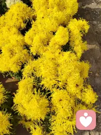 今天是11月20日，星期四，农历十月初一。将每一件事情做到极致，根扎得深，花开得艳。新的一天，努力营业，生活一定会回馈每一个奋斗的人！朋友早安！