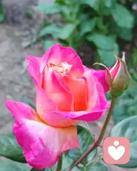 早上好，运动开始