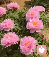 🔴如何认知我们的原生家庭？

   无论我们的原生家庭经历如何，
父母在他们当时的认知与能力范围内，
都已倾尽所能。
 
🔴因此，若原生家庭的过往给你带来了困扰，
请试着把目光从过去收回到自己身上。

🔴不妨多问问自己：
此刻，我可以做什么来更好地支持自己？
我怎样做才能真正感到快乐与安宁？
 
而对于未来，我们更可以成为打破循环的那个人。

✅用我们的觉醒与成长，为下一代筑起一道温暖的屏障，
让他们在提起原生家庭时，心中充满的是感恩与幸福，而非遗憾。