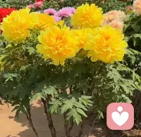 🔴如何认知我们的原生家庭？

   无论我们的原生家庭经历如何，
父母在他们当时的认知与能力范围内，
都已倾尽所能。
 
🔴因此，若原生家庭的过往给你带来了困扰，
请试着把目光从过去收回到自己身上。

🔴不妨多问问自己：
此刻，我可以做什么来更好地支持自己？
我怎样做才能真正感到快乐与安宁？
 
而对于未来，我们更可以成为打破循环的那个人。

✅用我们的觉醒与成长，为下一代筑起一道温暖的屏障，
让他们在提起原生家庭时，心中充满的是感恩与幸福，而非遗憾。