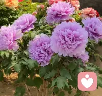 🔴如何认知我们的原生家庭？

   无论我们的原生家庭经历如何，
父母在他们当时的认知与能力范围内，
都已倾尽所能。
 
🔴因此，若原生家庭的过往给你带来了困扰，
请试着把目光从过去收回到自己身上。

🔴不妨多问问自己：
此刻，我可以做什么来更好地支持自己？
我怎样做才能真正感到快乐与安宁？
 
而对于未来，我们更可以成为打破循环的那个人。

✅用我们的觉醒与成长，为下一代筑起一道温暖的屏障，
让他们在提起原生家庭时，心中充满的是感恩与幸福，而非遗憾。