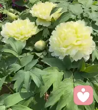 早分享：

时间是一把尺， 
量人，量心，量距离； 

人心是一杆秤，
 称轻，称重，称感情。

当格局打开的时候，
你会发现很多事情，
根本不配影响你的情绪。