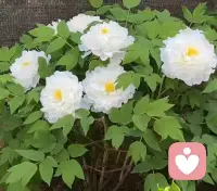 运动结束回家喽，今天路上碰到的大爷，冲我竖了个大拇指。瞬间感觉能再跑两公里，错觉，绝对是错觉。配图