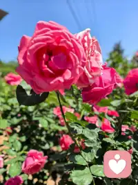 早安
花儿对我笑，不妨停下来，与花儿共乐，与自然亲近，享受这份轻松与惬意！配图