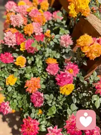 早安
花儿对我笑，不妨停下来，与花儿共乐，与自然亲近，享受这份轻松与惬意！配图
