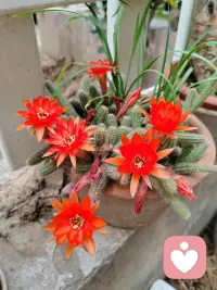 不起眼的仙人条，竟开出这般热烈的火红，生命的惊艳，从不分模样大小。
 
     默默积蓄力量，一朝热烈绽放，这抹火红，治愈所有日常。

不与繁花争艳，自有一腔赤诚，惊艳了我的视野