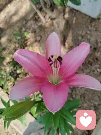 庭院里养的几株粉色香水百合悄然盛开了， 温柔满院，日子缓缓，花开漫漫。 
    阳光落在粉百合上，平凡小院藏着独一份浪漫。配图