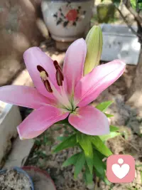 庭院里养的几株粉色香水百合悄然盛开了， 温柔满院，日子缓缓，花开漫漫。 
    阳光落在粉百合上，平凡小院藏着独一份浪漫。配图