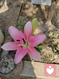庭院里养的几株粉色香水百合悄然盛开了， 温柔满院，日子缓缓，花开漫漫。 
    阳光落在粉百合上，平凡小院藏着独一份浪漫。配图