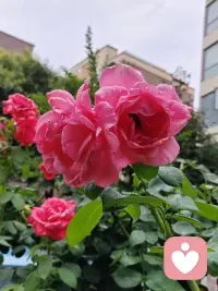 早上好
力量:
有很多种
心平气和的
那种最坚定！配图