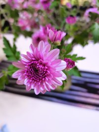 不管在哪里，無論經歷什么，只要有生命的水就綻放美麗，人生何嘗不是如此呢？！配圖