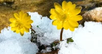 生命的暫放豈是冰雪可以阻擋得了的呢！人生亦如此！配圖