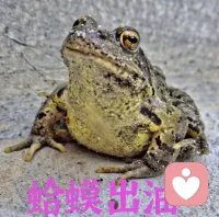 【蛤蟆出油】本人原创
在日本的深山里有一个传说，有一种特别丑的蛤蟆，比癞蛤蟆还丑，它不是四条腿，它五条腿，浑身长满了疙疙瘩瘩的东西，然后就有人专门到深山里去抓这种蛤蟆。

抓来之后，把它放到一个四面都是镜子的箱子里。蛤蟆通过镜子一照自己，被自己丑陋无比的样子吓出一身的冷汗。那个冷汗是一种油质的东西，抓它的农夫就会小心翼翼地拿一个小木板，把那个油刮下来，收到小瓶瓶里。这个是日本民间治疗烧伤和烫伤的特别珍贵的药材!

这个故事阐明了一个道理:世上很多人大多都会带上有色眼镜看别人，很少会反观自己，更甚者就是总是无条件的原谅自己，有条件的原谅他人!

很多时候经常就是像孔雀开屏一样，看别人的臭屁股的时候很多（眼里都是别人的缺点），看自己的时候大多都是看自己华丽的羽毛耀眼的屏!

“知彼者智”的人很多，鲜有人“知己者明”，一个人的成长其实就是把短板不断拉长慢慢容量就大起来，我们也就慢慢成长了!

但是我们如果不像开篇提到的蛤蟆一样经常照照镜子、反观自我，又怎么知道自己的短板在哪里？更别说拉长了！

“不破不立”，人生就是一个不断打破反刍的过程，才能不断的成长进步!

愿你我皆能像那个蛤蟆一样经常反观自我，时时能看到自己的不堪，从而找到自己的短板，尽量做到尽善尽美……配图