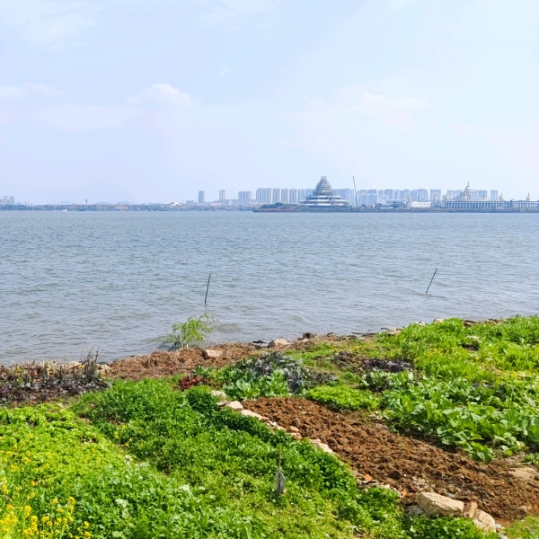 阿华心理