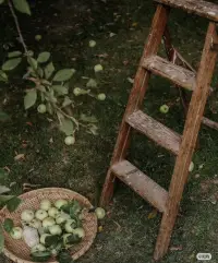 我想，人生是可以慢半拍，再慢半拍的。
生命的鐘表不能一味的往前撥，要習(xí)慣自己是生活的遲到者。當(dāng)生命的時鐘有張有馳、疾徐有致地行走的時候，我們的日子才會隨著日升日落發(fā)出流水一樣清脆的足音。
——遲子建配圖